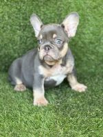 French Bulldog Puppies for sale in Hacienda Heights, CA, USA. price: NA