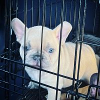 French Bulldog Puppies for sale in Las Vegas, NV, USA. price: $5,000