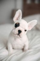French Bulldog Puppies for sale in Summerville, SC, USA. price: $700