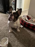 French Bulldog Puppies for sale in Whittier, CA, USA. price: $3,500