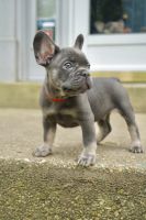 French Bulldog Puppies for sale in Clinton, MD, USA. price: $2,200