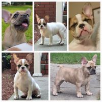 French Bulldog Puppies for sale in North, SC 29112, USA. price: $3,500
