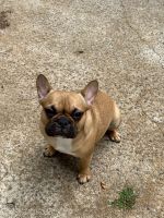 French Bulldog Puppies for sale in Kennesaw, GA 30152, USA. price: $1,500