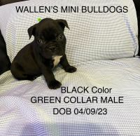 French Bulldog Puppies for sale in Birmingham-Hoover Metropolitan Area, AL, USA. price: $900