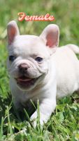 French Bulldog Puppies for sale in Houston, TX, USA. price: $3,500