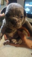 French Bulldog Puppies for sale in Hialeah, FL 33010, USA. price: $4,000