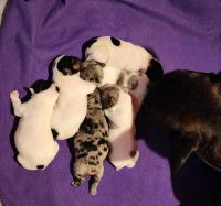 French Bulldog Puppies for sale in Roanoke, VA, USA. price: $2,000