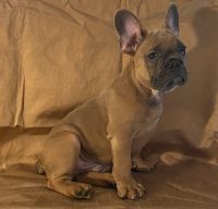 French Bulldog Puppies for sale in Greensboro, NC, USA. price: $4,500