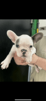 French Bulldog Puppies for sale in Junction City, KS 66441, USA. price: $5,000