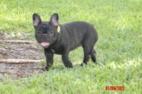French Bulldog Puppies for sale in New York, NY, USA. price: $2,300