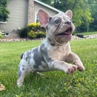 French Bulldog Puppies for sale in San Francisco, CA, USA. price: $5,499