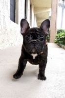 French Bulldog Puppies for sale in New York, NY, USA. price: $3,000