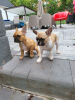 French Bulldog Puppies for sale in Perth Amboy, NJ 08861, USA. price: $2,500