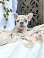 French Bulldog Puppies for sale in West Bend, WI 53095, USA. price: $5,000