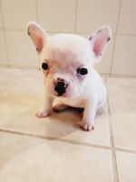 French Bulldog Puppies for sale in Benicia, CA, USA. price: $1,500