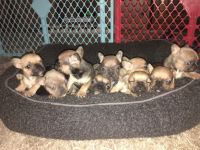 French Bulldog Puppies for sale in Paso Robles, CA 93446, USA. price: $2,000