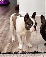 French Bulldog Puppies for sale in Menifee, CA, USA. price: NA