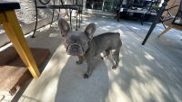 French Bulldog Puppies for sale in Phoenix, AZ, USA. price: $3,000