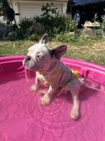 French Bulldog Puppies for sale in Waldorf, MD, USA. price: $2,500
