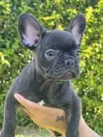 French Bulldog Puppies for sale in Temecula, CA, USA. price: $2,000