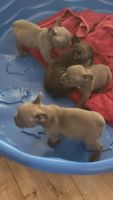 French Bulldog Puppies for sale in West Palm Beach, FL 33412, USA. price: $1,500