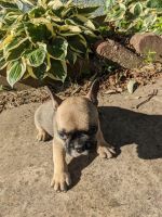 French Bulldog Puppies for sale in Climax, KS, USA. price: NA