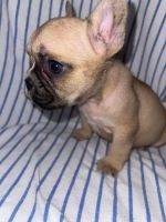 French Bulldog Puppies for sale in Hauppauge, NY, USA. price: $1,500