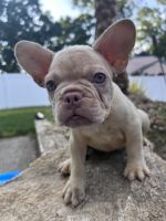 French Bulldog Puppies for sale in Smithfield, RI, USA. price: $5,500