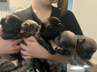 French Bulldog Puppies for sale in New Braunfels, TX, USA. price: $2,000