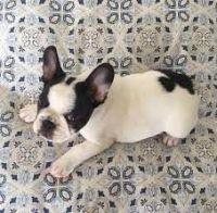 French Bulldog Puppies for sale in Summerville, SC, USA. price: $750
