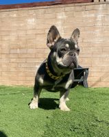 French Bulldog Puppies for sale in Poway, CA 92064, USA. price: $2,000
