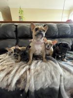 French Bulldog Puppies for sale in Hayward, CA 94541, USA. price: $2,000