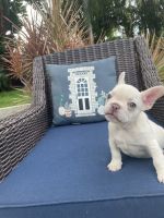 French Bulldog Puppies for sale in Delray Beach, FL, USA. price: $3,000
