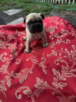 French Bulldog Puppies for sale in Jacksonville, FL, USA. price: $2,000