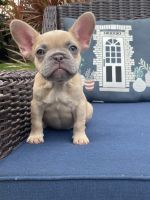French Bulldog Puppies for sale in Delray Beach, FL, USA. price: $2,500