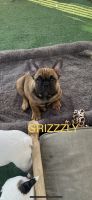 French Bulldog Puppies for sale in Oceanside, CA 92054, USA. price: $3,000