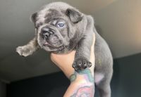 French Bulldog Puppies for sale in Atlanta, GA, USA. price: $6,000