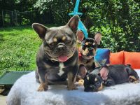 French Bulldog Puppies for sale in Highland St, Cranston, RI 02920, USA. price: $2,850