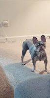French Bulldog Puppies for sale in San Mateo, CA, USA. price: $2,000