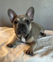French Bulldog Puppies for sale in Pittsburg, CA 94565, USA. price: $3,500