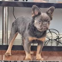 French Bulldog Puppies for sale in Las Vegas, NV, USA. price: $3,000