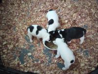 French Bulldog Puppies for sale in Santee, SC 29142, USA. price: NA