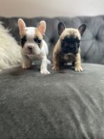 French Bulldog Puppies for sale in Sacramento, CA, USA. price: $2,500