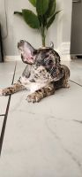 French Bulldog Puppies for sale in Paramount, CA 90723, USA. price: $2,000