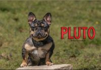 French Bulldog Puppies for sale in Atlanta, GA, USA. price: $5,000
