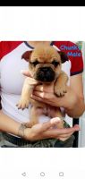 French Bulldog Puppies for sale in Toronto, ON, Canada. price: $3,000