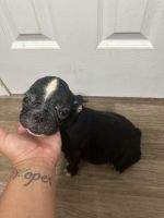 French Bulldog Puppies for sale in Hillsborough County, FL, USA. price: $1,000