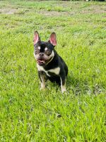 French Bulldog Puppies for sale in Tampa, FL, USA. price: $1,000