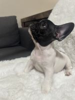 French Bulldog Puppies for sale in 201 NW 109th Ave, Miami, FL 33172, USA. price: $2,000