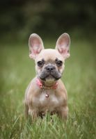 French Bulldog Puppies for sale in Alachua, FL 32615, USA. price: $2,500